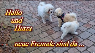 Hipp hipp hurra  neue Freunde sind da  🐕🐕‍🦺 liebe Grüße aus der Ferne 🐶 [upl. by Kenway645]