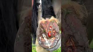 how to clean a horses feet shorts [upl. by Green]