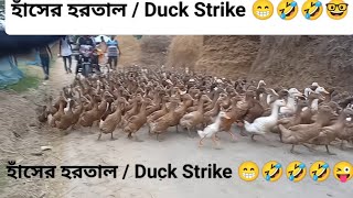 duck rainyseason afternoon lol bangladesh fun funny love nature love life HelloimJk [upl. by Ronald]