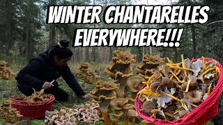 FORAGING FUNNEL CHANTARELLES  THE LINDEMANS [upl. by Yralam977]