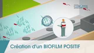 Animation Biofilm Positif DIETAXION souches Cobiotex [upl. by Sira127]