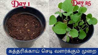 Brinjal Plant Growing in Tamilகத்திரிக்காய் செடி வளர்ப்பு How to grow brinjal from seeds [upl. by Aicak544]