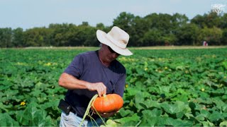 Pumpkin patch pest control a high cost for local pumpkin farmer [upl. by Turner]