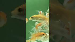 Shabinken fish available on waterline fish flock aquariums Lahore [upl. by Krum833]