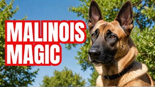 Belgian Malinois What Makes Them So Special  Dog Training  Malinois [upl. by Riva]