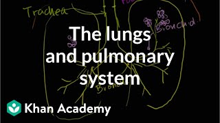 The lungs and pulmonary system  Health amp Medicine  Khan Academy [upl. by Yrrap]