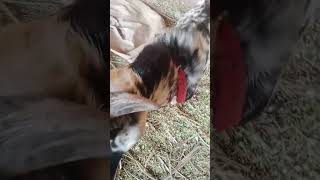 Sprice for you page viral video Goats power of the first time icity of viral video youtuberlife [upl. by Frazer]