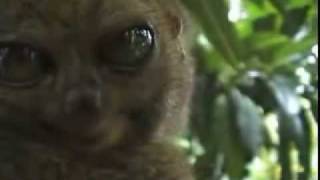 Dramatic Lemur  Actually a Tarsier [upl. by Namra]