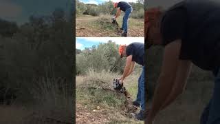 LE DOY A LA MOTOSIERRAmotosierra chainsaw nature olivertree [upl. by Leavitt887]