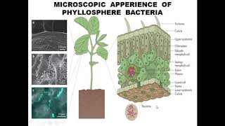 Phyllosphere 1 [upl. by Nirraj]