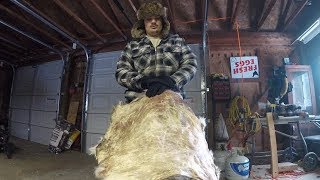 How to Tan a Deer Hide Start to Finish [upl. by Ahsilahs]