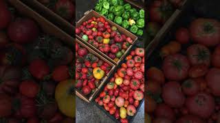 Top 3 Favorite Large Heirloom Tomatoes [upl. by Ateuqirne]