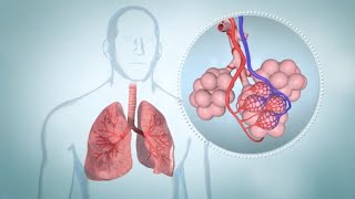 COPD How It Affects the Lungs Symptoms and Stages [upl. by Etteniuq]