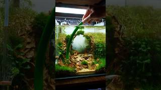 maintenance procedures step by step for planted aquarium setup aquarium feeds [upl. by Baerl]