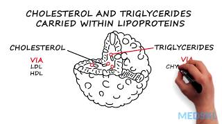 Dyslipidemia What to know about Cholesterol and Triglycerides levels [upl. by Nyleak]