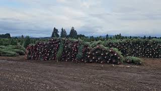 Christmas tree farm [upl. by Ylro727]