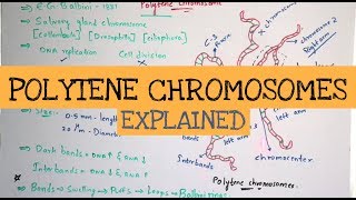 Polytene chromosomes in drosophila  Giant chromosomes  By Phanindra guptha [upl. by Map]