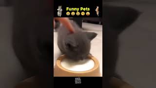 Animales graciosos😂😂animals nimalestiernos shortvideo catlover [upl. by Phelan]