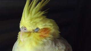 Music for Your Cockatiel  Sounds to Relax Your Cockatiels [upl. by Odericus]