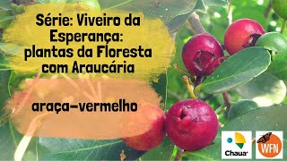 Série Viveiro da Esperança plantas da Floresta com Araucária araçavermelho 49 [upl. by Jacoby]