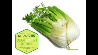 Growing fennel in a polytunnel [upl. by Treb701]