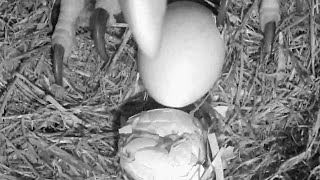 SWFL EaglesM15 has his claw in the hole from Egg 1 Eaglet protests0039 am 20231231 [upl. by Adihsar]