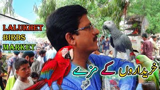 Lalukhet Exotic Parrots and Rare Birds Market Karachi 192024 Latest Update in Urdu  سوق الطيور [upl. by Hanauq]