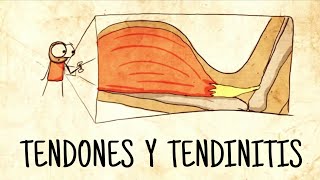 TENDONES Y TENDINITIS  Conceptos Básicos [upl. by Ide]