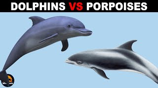 What Is The Difference Between Porpoises and Dolphins [upl. by Idou446]