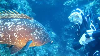 NEUES aus dem Naturschutzgebiet Pianosa bei ELBA  iTALIEN [upl. by Eintrok]