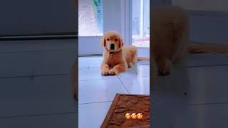 චුටි හුරතලයක් ඉතිං 🥰🥰 puppy shots shorts short pets dog [upl. by Ettenrahs]