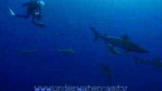 Shark TV  shark attack part1 [upl. by Pelpel568]