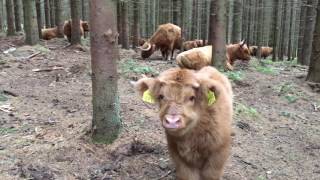 Scottish Highland Cattle In Finland Cute Calf in the Forest [upl. by Prager226]