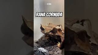 Ranas cornudas malayas biologia biology rana [upl. by Scheers162]