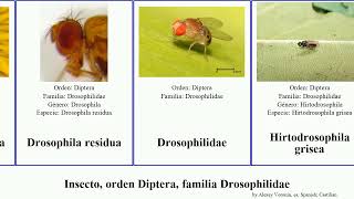 Insecto orden Diptera familia Drosophilidae drosophila elegans obscura pallida grisea Lordiphosa [upl. by Inilam]