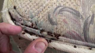 K9 Bed Bug Investigations  Town and Country Pest Solutions major bed bug infestation [upl. by Hoebart]