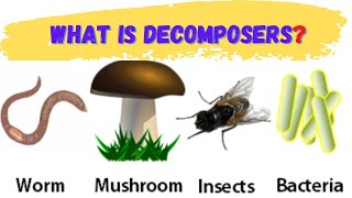 Decomposers  what are decomposers  decomposers definition  decomposers meaning [upl. by Daht]