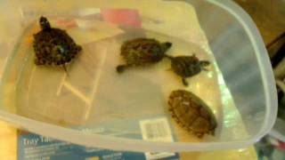 Before you buy a turtle watch this video [upl. by Yesnik]