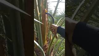 Date Plant Pollination agriculture farming asifjaved77 [upl. by Mumford]