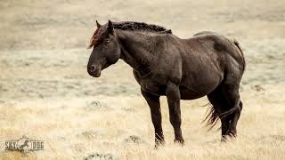 Wild Mustangs reunite at Skydog Sanctuary [upl. by Migeon]