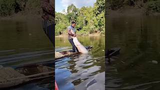 Big sea fish catching kerala big fish fishing fishing shorts viralvideo [upl. by Annaya]