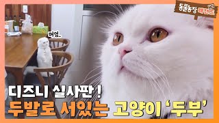 TV 동물농장 레전드 디즈니 실사판 두발로 서는 고양이 ‘두부’ 풀버전 다시 보기 I TV동물농장 Animal Farm  SBS Story [upl. by Asseral]