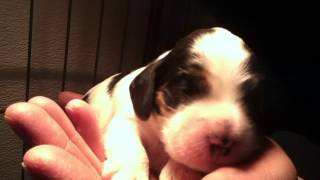 Nellie x Nico litter 2 weeks old [upl. by Varrian693]