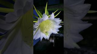 Dragon fruit flower timelapse [upl. by Fagaly]