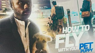 How To Fly with Your Dog puppy pitbull airlines [upl. by Aikcin167]