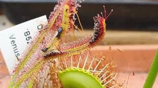 Sundew Carnivirous Plant eats 3 bugs timelapse [upl. by Kelton]