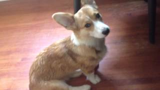 Corgi Puppy Howls with Wolves [upl. by Rogerson510]