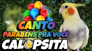 CALOPSITA CANTANDO PARABÉNS Ensinando Sua Calopsita a Cantar Parabéns pra Você 🎶🦜 [upl. by Gehlbach]