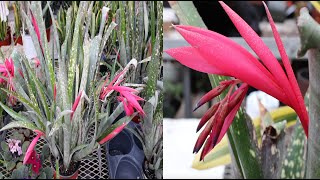 Bromeliad Care and Bloom Guide [upl. by Orit]