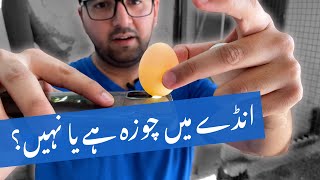 How To Candle Eggs at Home [upl. by Barnaba]